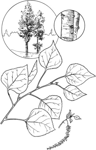 Quaking Aspen Tree Coloring Page